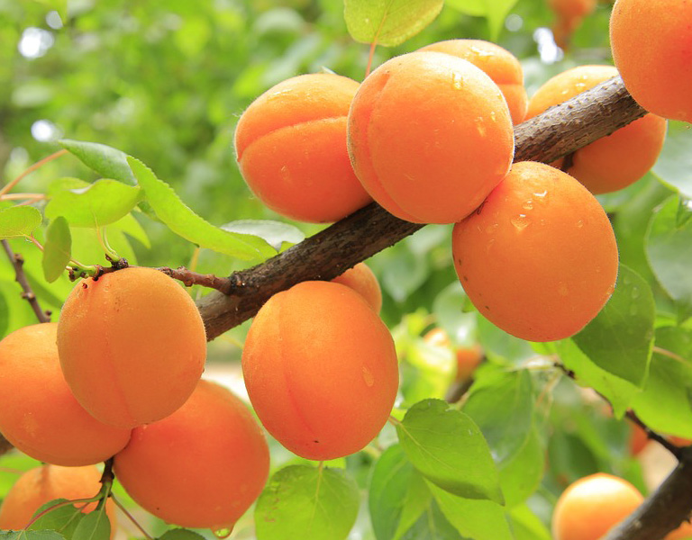 Fruta fresca recién cosechada